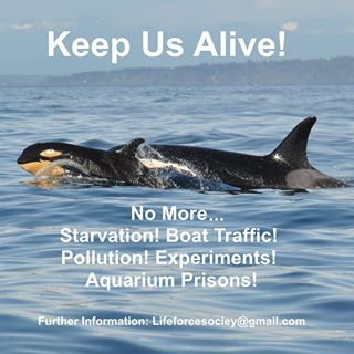 Time As Run Out To Save Orcas!